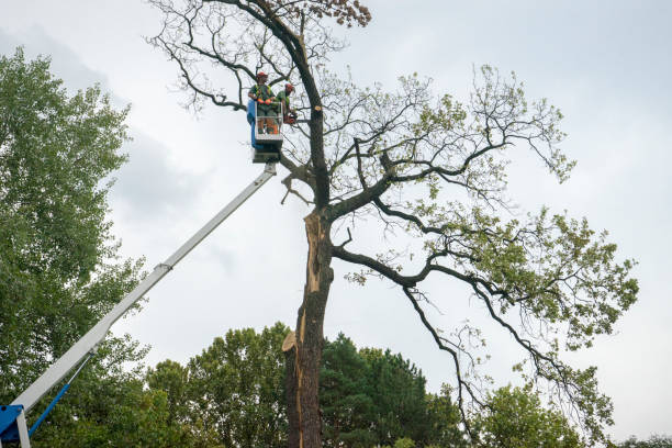 How Our Tree Care Process Works  in  Waterflow, NM