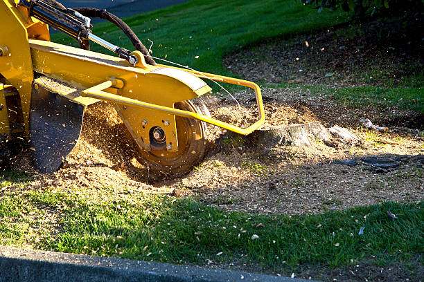 Reliable Waterflow, NM Tree Services Solutions